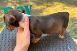 Mini dachshunds