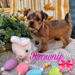 CKC Yorkie Pups