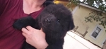 Chow chow puppies