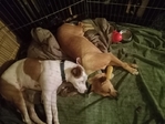 Beaumont TX At Home Pet Sitting And Training