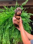 Doberman Puppies for sale