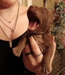 12 week old male puppy