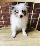 7 month Pomeranian Blue Merle Male
