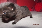 ragdoll kittens for sale