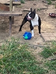 CKC Female Boston Terrier
