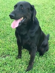 Rehoming Black Lab