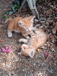 Free Kittens in Port Arthur