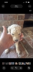 Goldendoodle
