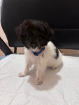 Beautiful Chi-Poo Puppies