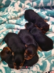 Yorkshire Terrier puppies.