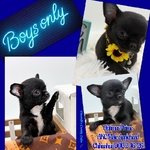 AKC Gorgeous Applehead Chihuahuas