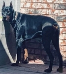 AKC Doberman Pinscher puppies