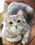Free Adult Male Cat