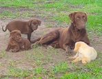 AKC LAB PUPPIES