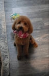 Mini poodle