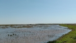 Waterfowl Lease in Blessing Tx