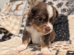 Toy Aussie Puppies!