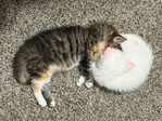 Maine coon mix female kittens