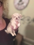 Tiny chihuahua puppies LOOK