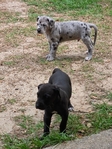 Great Dane Puppies