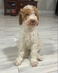 Goldendoodle Puppies - A few left