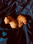 Teacup Poodles & Toy Poodle puppies