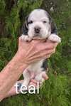 Akc Beagle Puppies