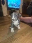 Gorgeous Blue Nose Pit/Pocket Bully Mix Puppy - Blue Eyes!