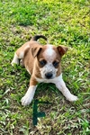 Australian Shepard / blue Heeler mix