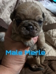 Pug puppys