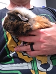 Bonded Pair of Guinea Pigs with Cage