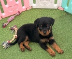 Rottweiler puppies ready for their new homes.