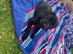 2 Registered Female Black Labs