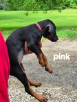 AKC Doberman Pinscher puppies