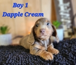 AKC Mini Long-Haired Dachshund Puppies - 5 Available FEB 9