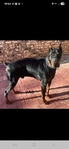 AKC Doberman Pinscher puppies