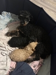 Toy Poodle Puppies
