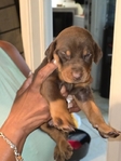 Doberman puppies
