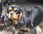 Cavalier King Charles Spaniel