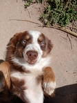 Toy aussie female a year