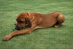 Rhodesian Ridgeback Puppies for Sale