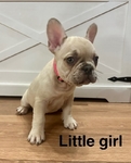 French Bulldog Puppies