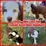 Curry’s Australian Shepherds 
ASDR Mini Australian Shepherds