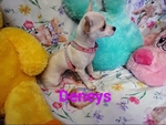 Chihuahua female CKC reg