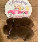 Chocolate Labrador Retriever Puppies