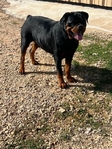 Rottweiler puppies