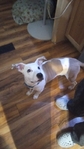 Rehoming for three dogs and ball python snake
