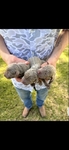 AKC Labrador puppies