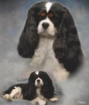 AKC CHAMPION BLOODLINE CAVALIER KING CHARLES SPANIEL