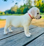 Yellow English Labrador Retriever Puppies